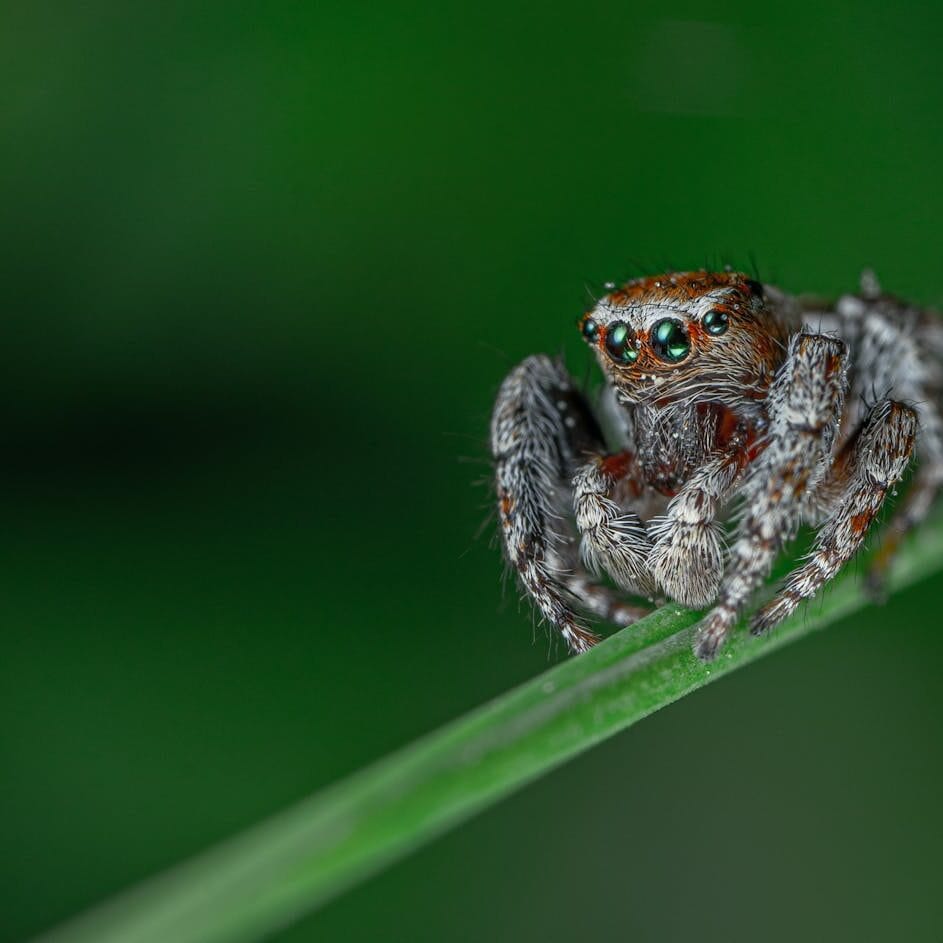 ancient spiders survival