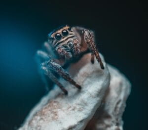 Ancient spiders survival feels terrifying in 7 quiet reasons