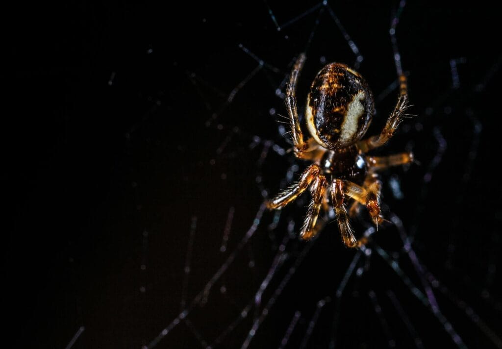 Close up of a spider web with morning dew