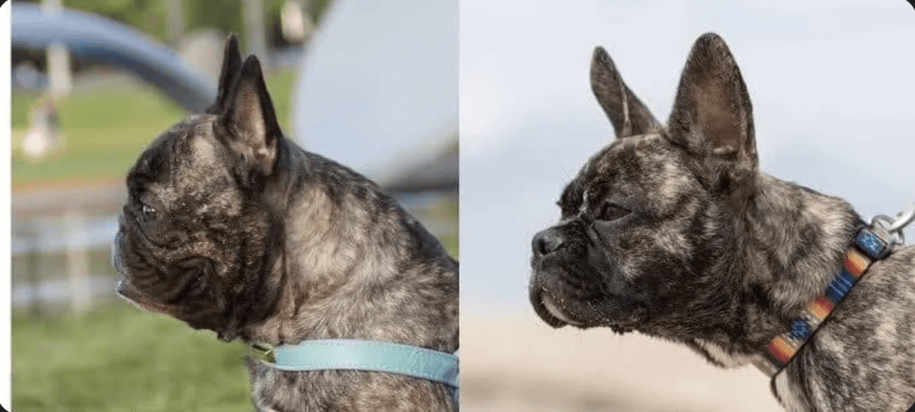 revolutionizing french bulldogs
