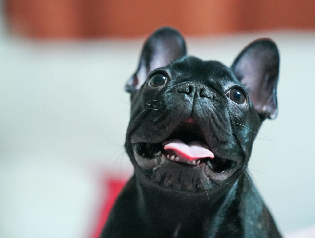healthier French Bulldogs compared to traditional show type