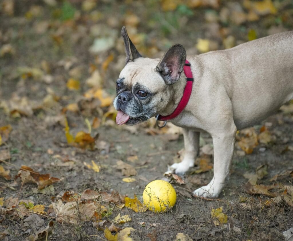 healthier French Bulldogs compared to traditional show type