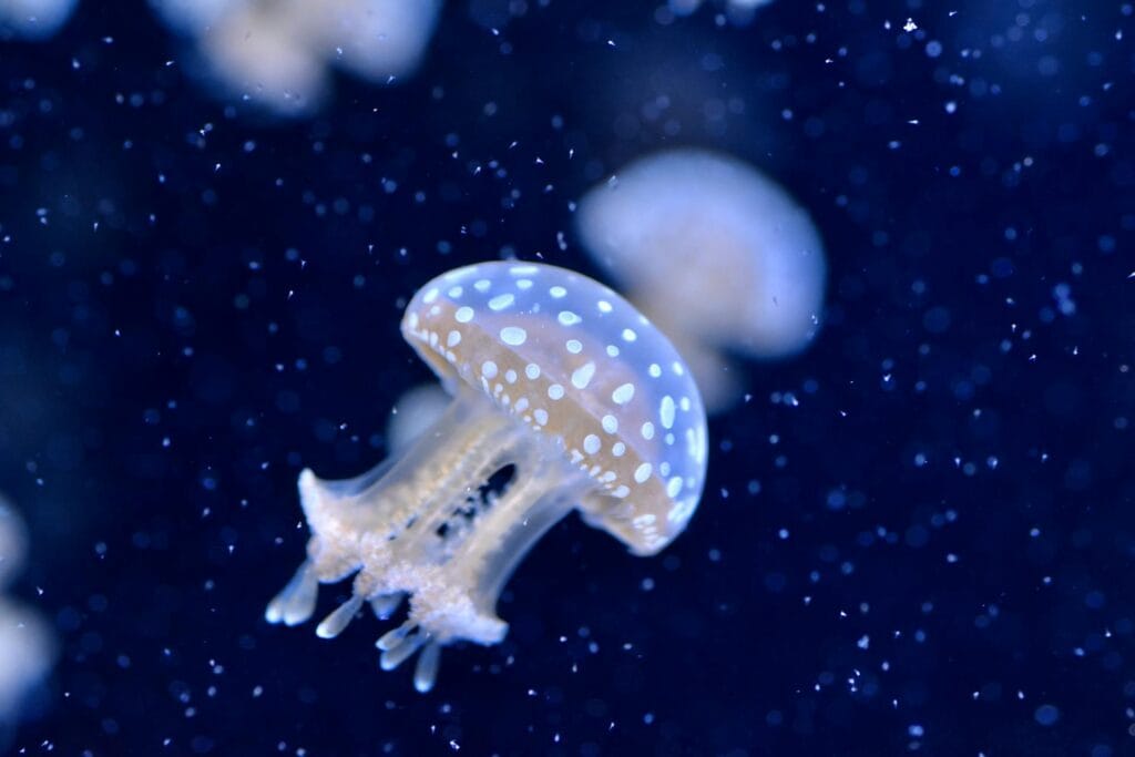 sleeping jellyfish during low activity phase