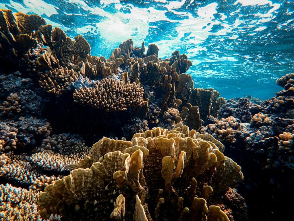 good news stories in 2026 world progress coral reef renewable energy wildlife