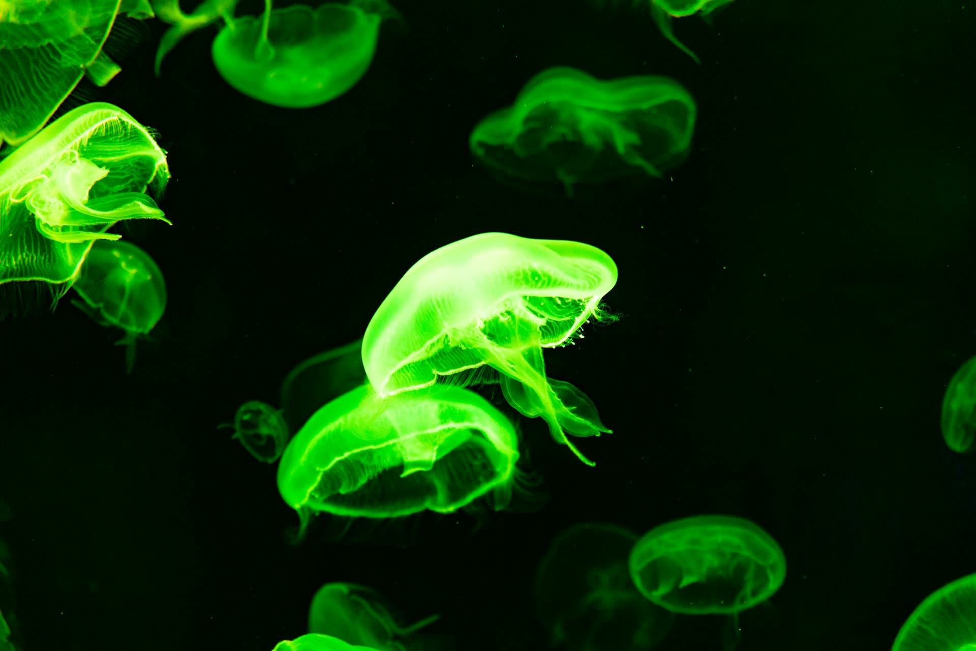 sleeping jellyfish during low activity phase