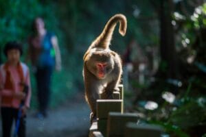 Baby monkey videos psychology: why we watch