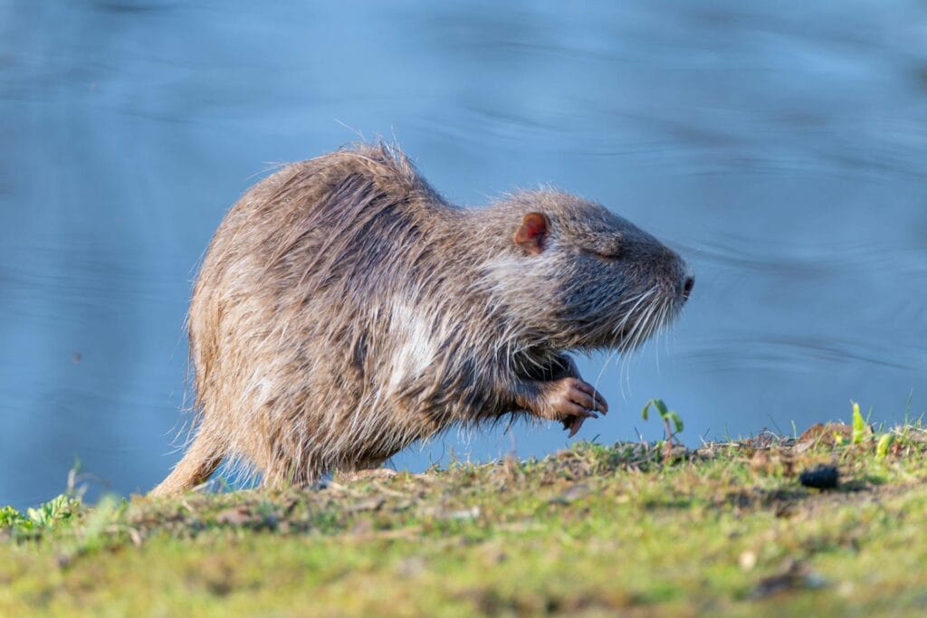 good news stories : beavers return to scotland
