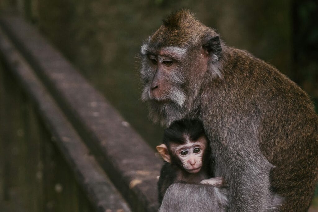 baby monkey videos psychology