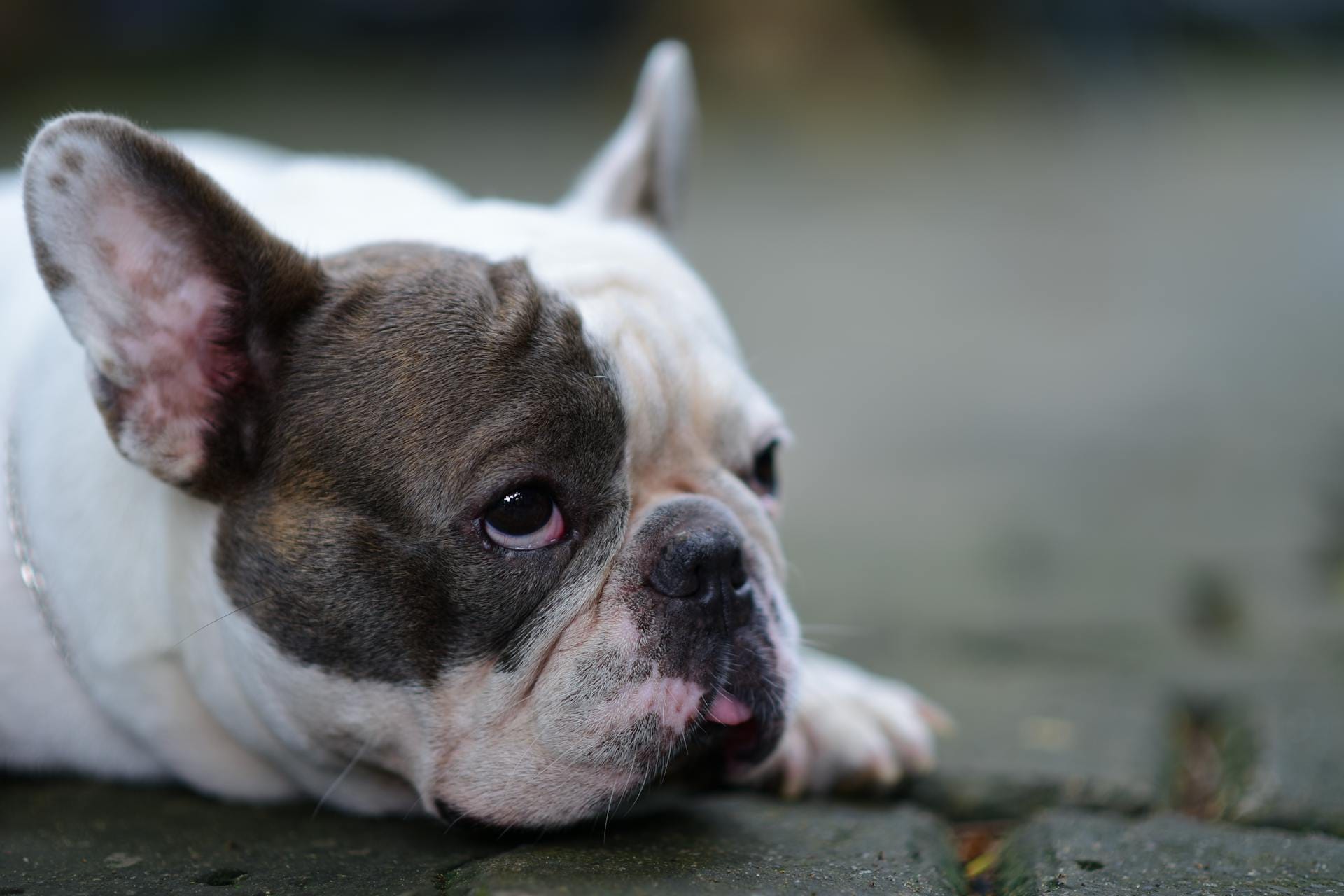 The bulldog breeder changing how we think about french dogs