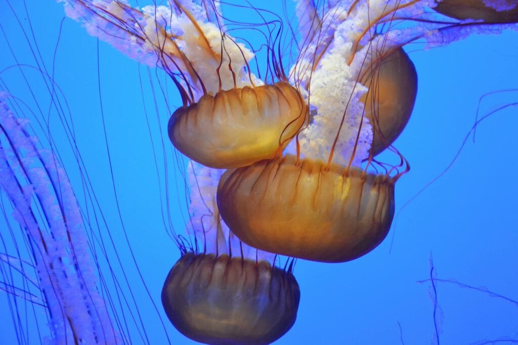 sleeping jellyfish during low activity phase