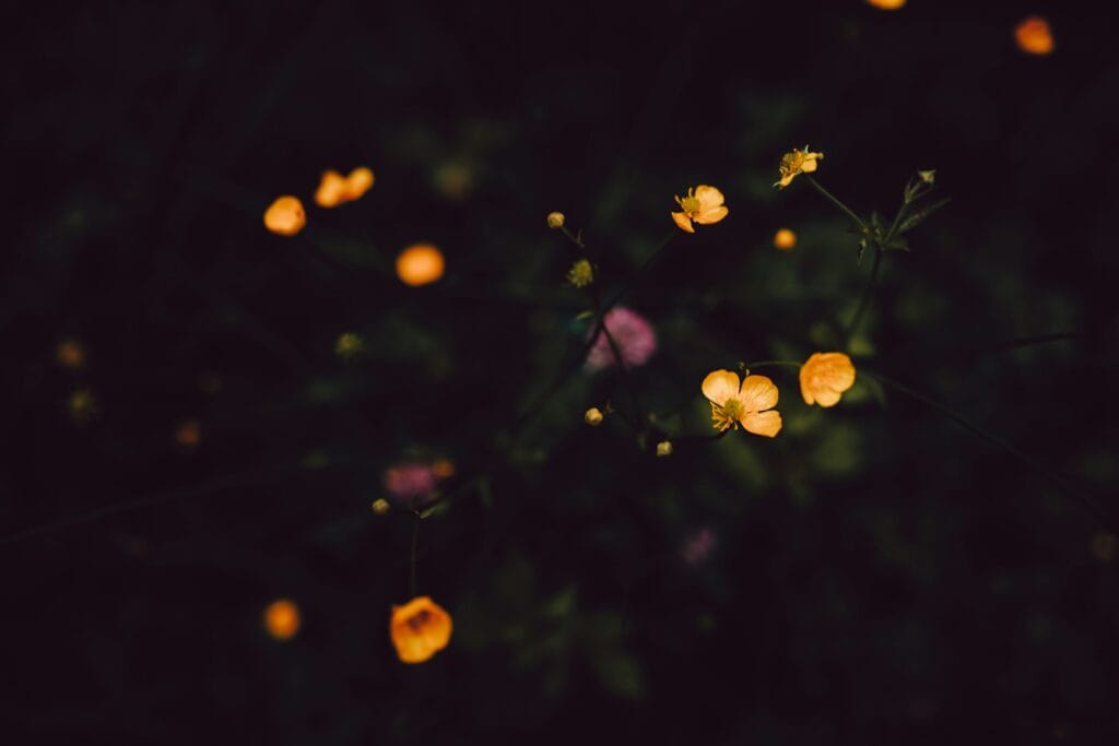 are fireflies disappearing extinction decline light pollution habitat loss 2025