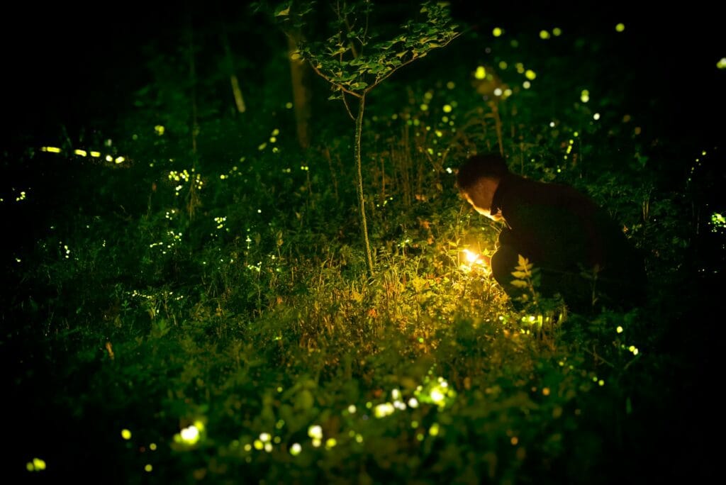 are fireflies disappearing extinction decline light pollution habitat loss 2025