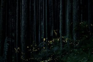 Are fireflies disappearing? what the science actually says