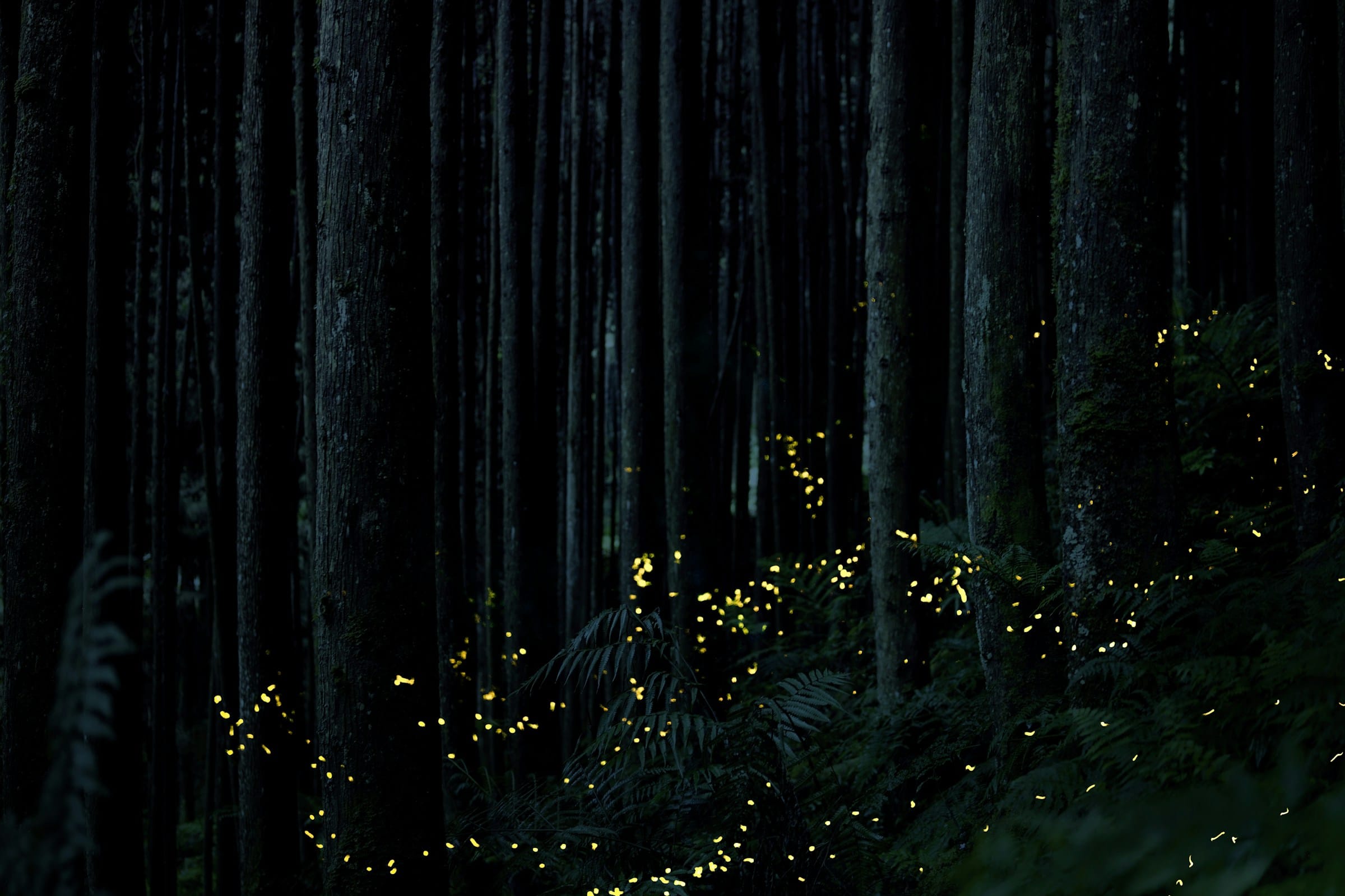 Are fireflies disappearing? what the science actually says