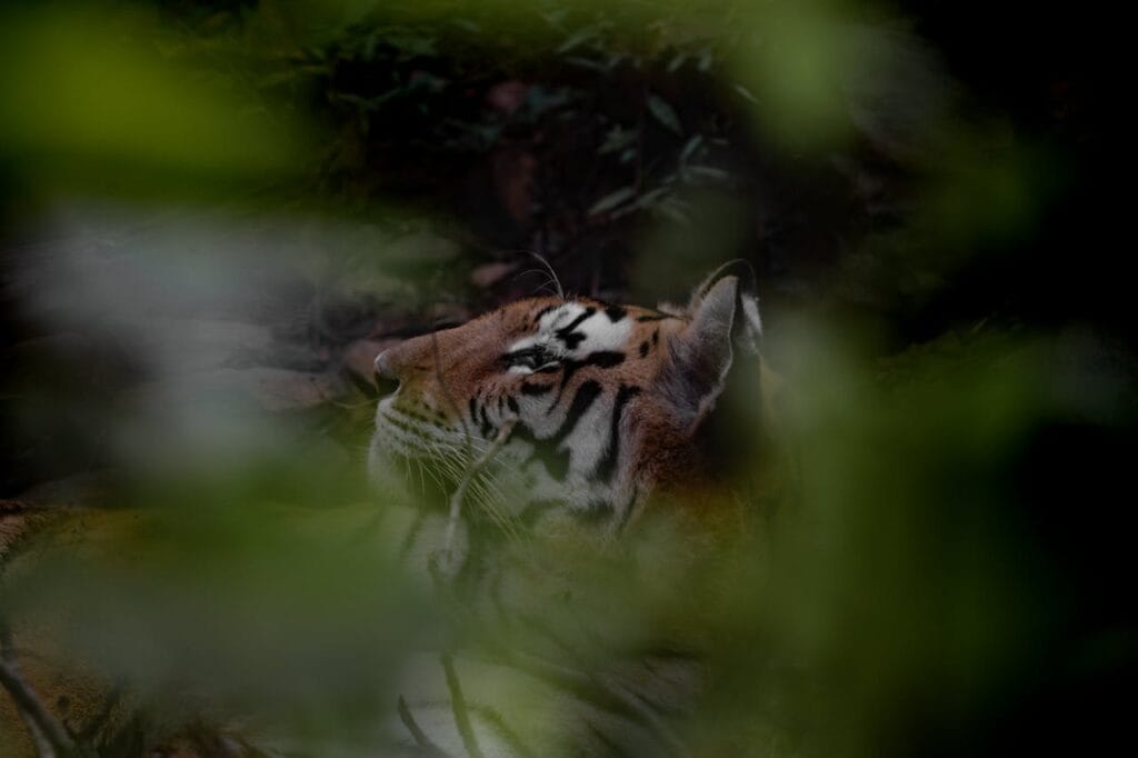 The Tiger in the Tunnel analysis