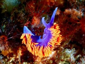 Rainbow sea slug: the most beautiful warning sign in british waters