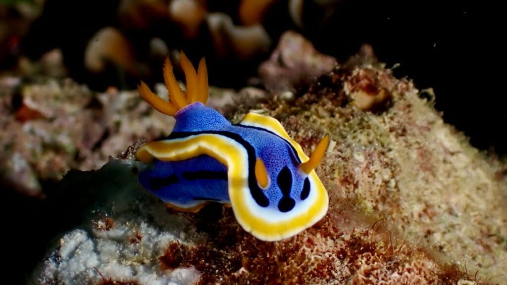 marine wildlife UK 2024