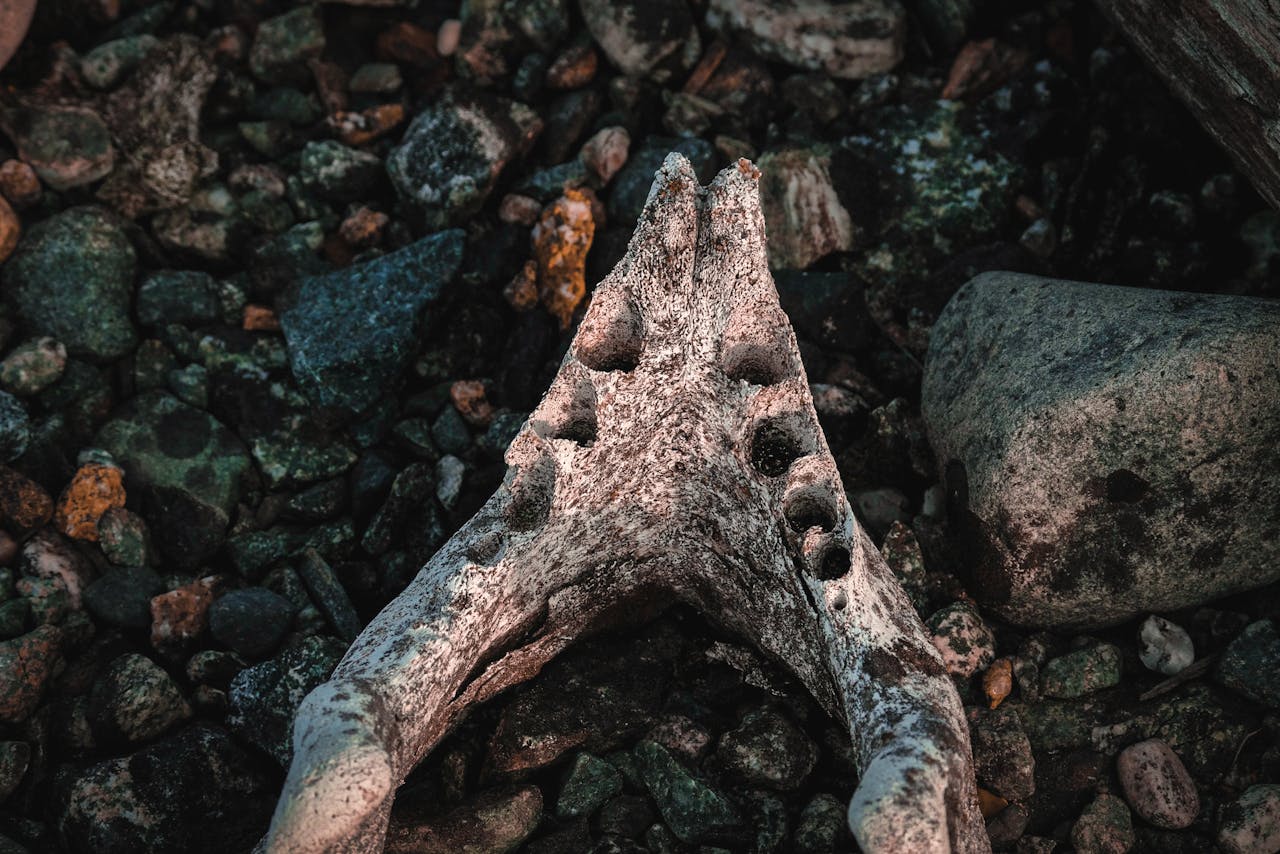 Proto-Writing stone age: the 40,000-year-old marks that rewrote history