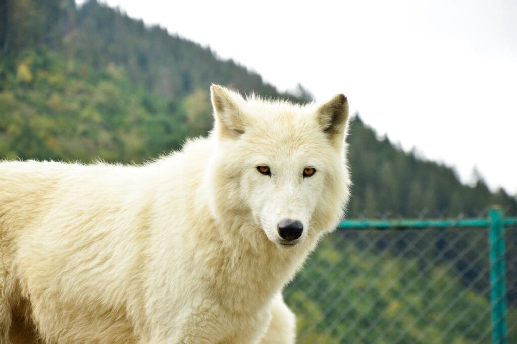 dire wolf