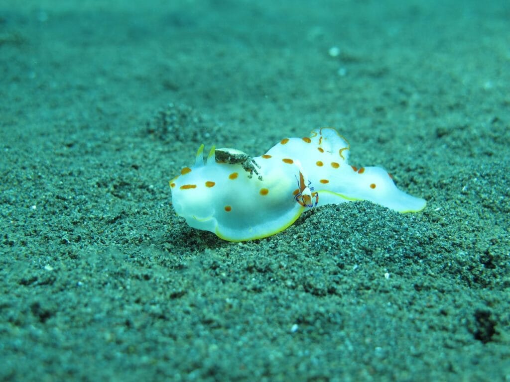 rainbow sea slug