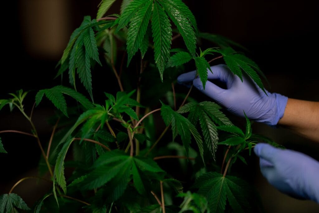 does weed help with anxiety and stress