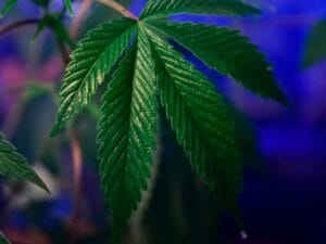 Does cannabis affect memory? it does not just blur it