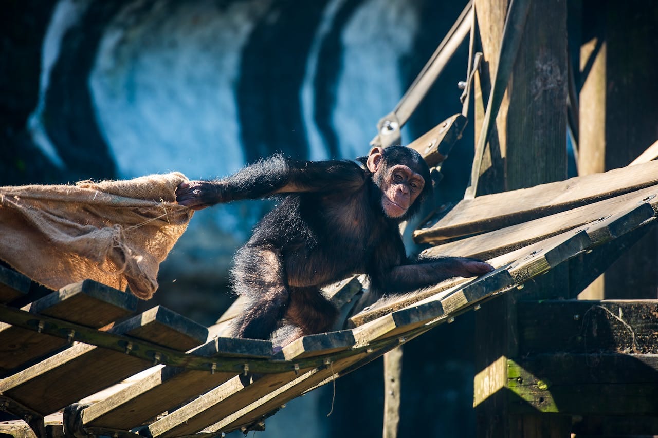 Pretend play apes: the study that changed what it means to be human