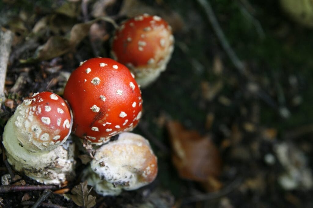 can psilocybin treat depression without hallucinations