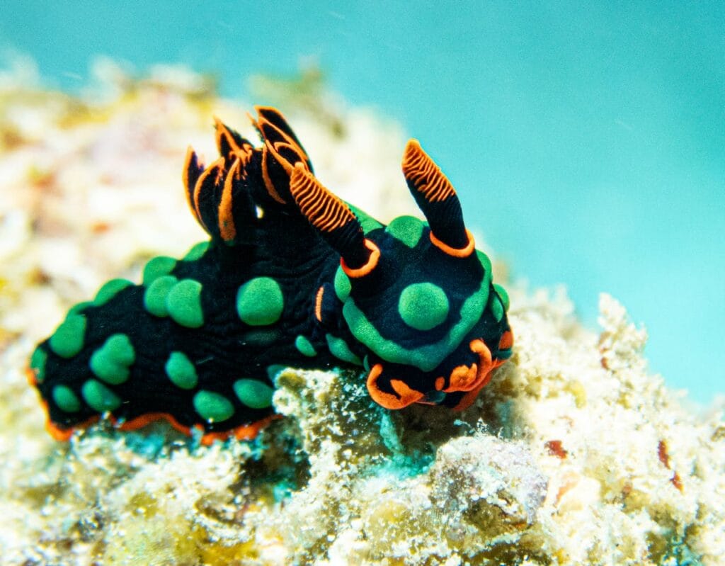 sea slug Devon Cornwall