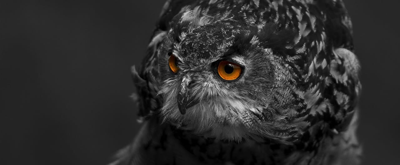 Are night owls more sadistic? a new study says yes and the reason is fascinating