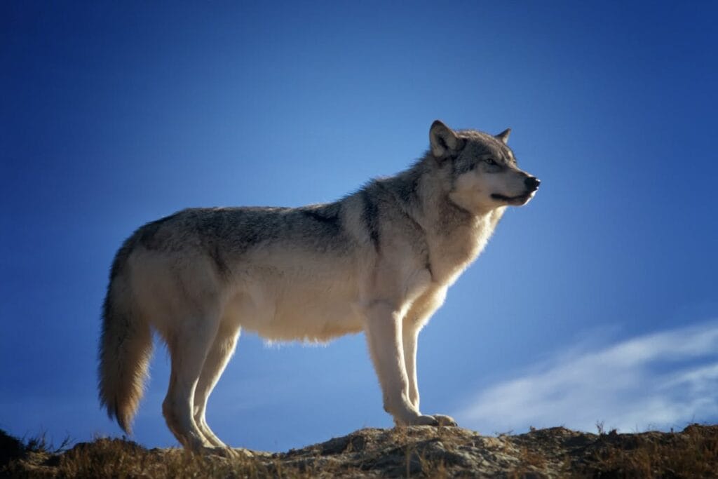 dire wolf