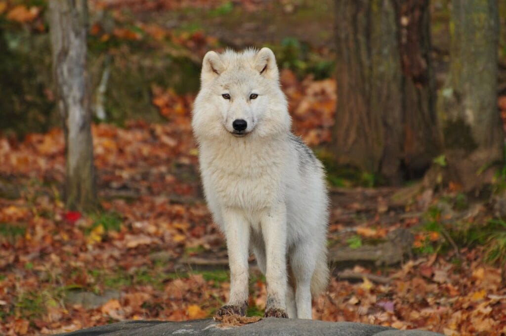 dire wolf pups 2025