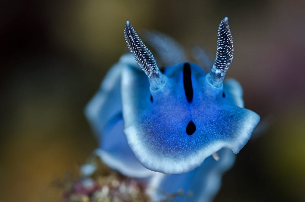 rainbow sea slug