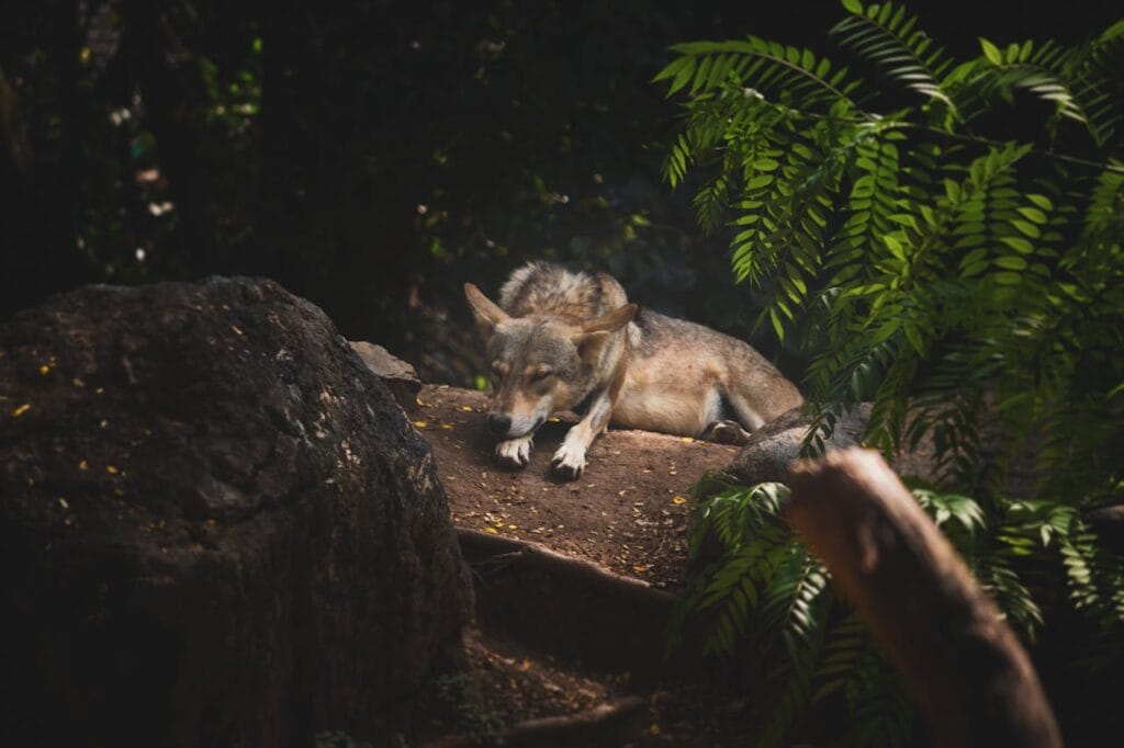 CRISPR gene editing wolves
