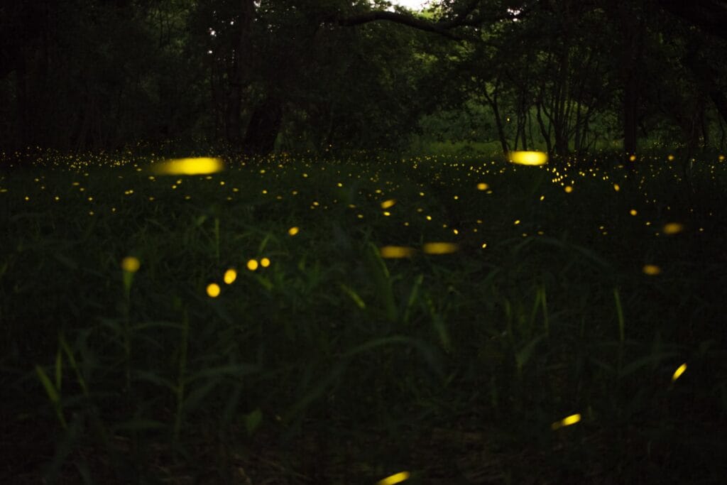Why are fireflies disappearing?