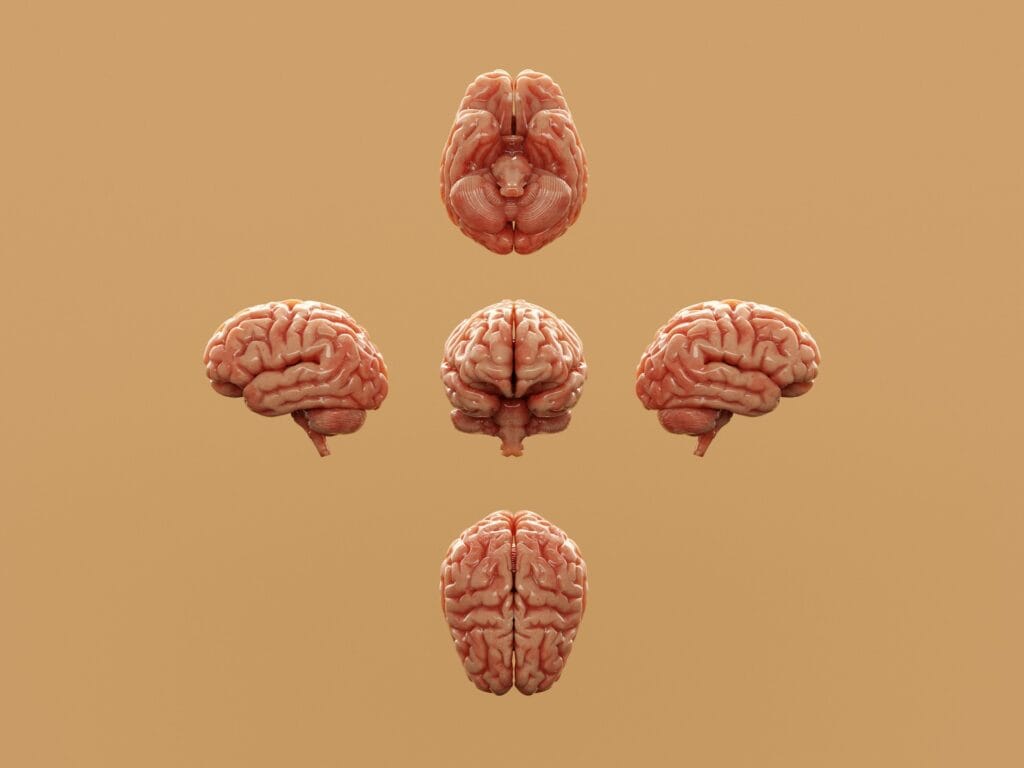 synaptic pruning
