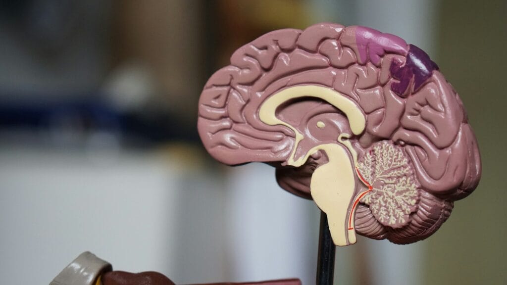 choline and anxiety
