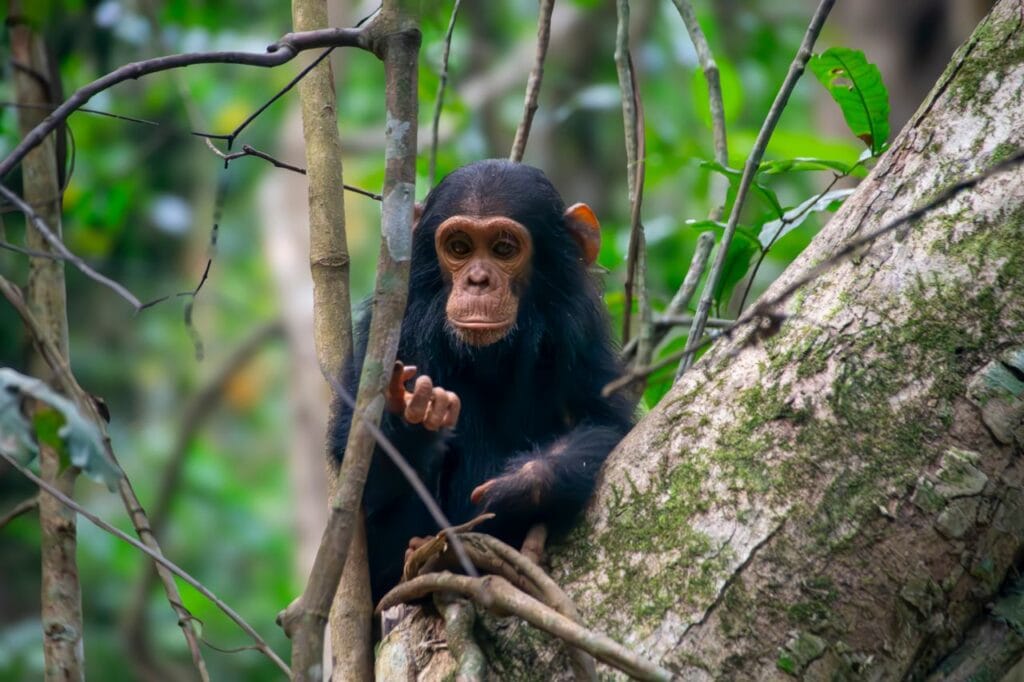 do chimpanzees have accents
