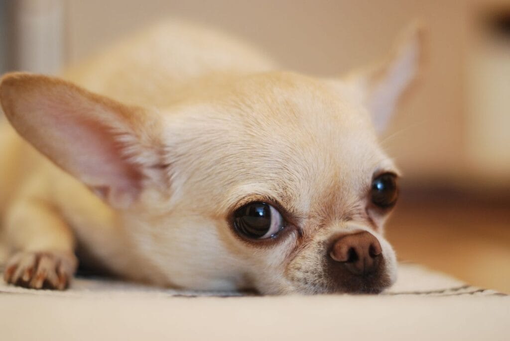 do dogs miss you