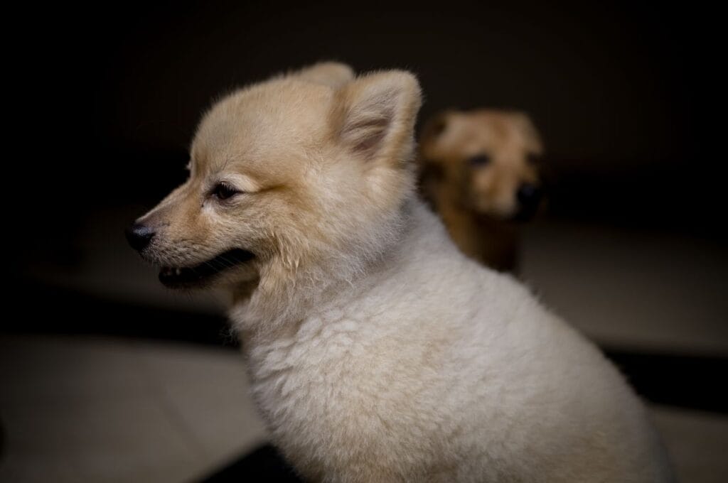 do dogs have self-control